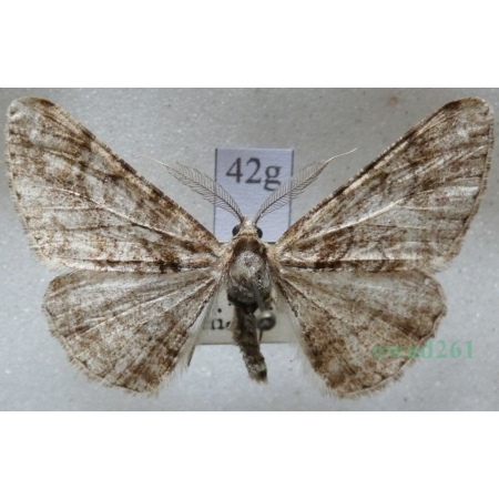 Cleora cinctaria (Denis & Schiffermüller, 1775) male Przylepek wrzosak Czech42g